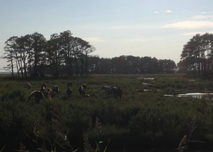 chincoteague_1