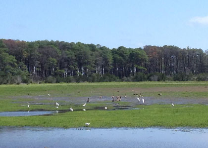 chincoteague_2