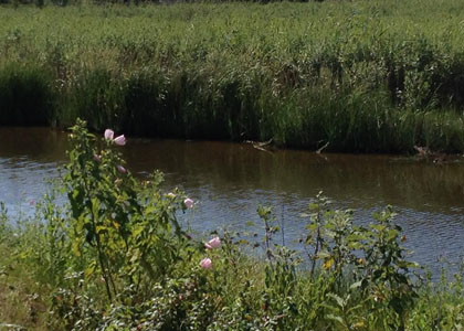 chincoteague_4