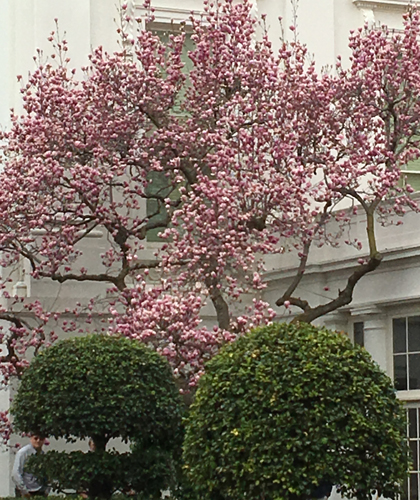 White House Magnolias