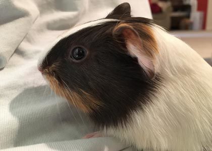 Linus the Guinea Pig