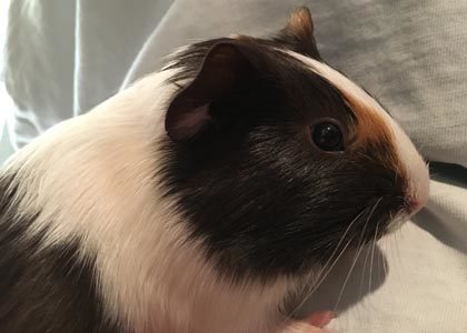 Linus the Guinea Pig