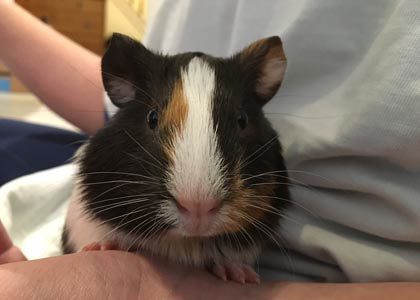 Linus the Guinea Pig