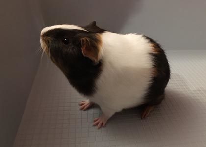 linus the guinea pig