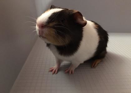 linus the guinea pig