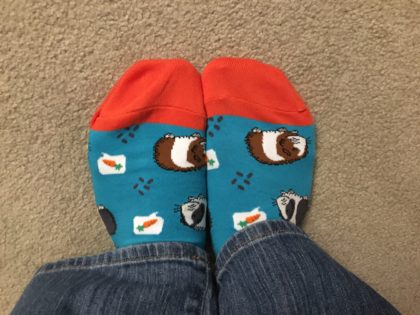 guinea pig socks