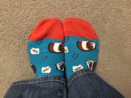 guinea pig socks