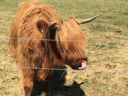 hairy coo