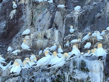 Gannets