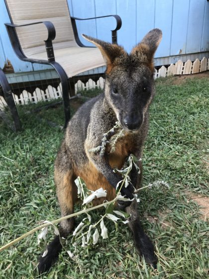 kangaroo