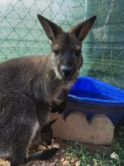 kangaroo