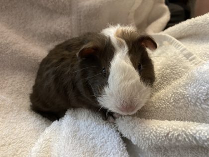 Beorn at 9 weeks