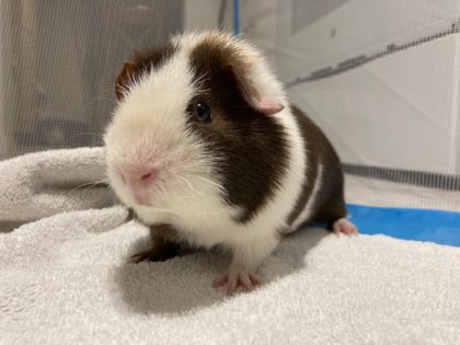 Beorn in the Playpen